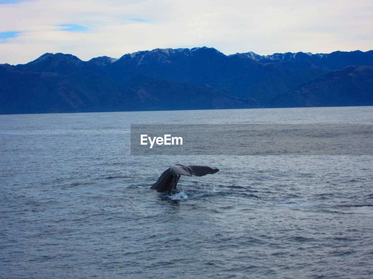 Scenic view of whale tail swimming in sea against kaikoura mountain range new zealand 