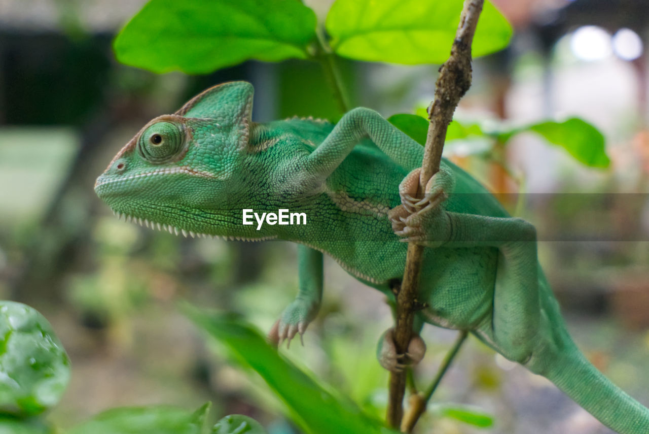 Green veiled chameleon