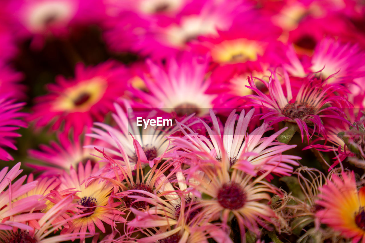 flower, plant, flowering plant, beauty in nature, freshness, petal, growth, pink, ice plant, close-up, macro photography, nature, flower head, no people, fragility, inflorescence, backgrounds, full frame, outdoors, selective focus, purple, pollen, botany, vibrant color, magenta, day, focus on foreground