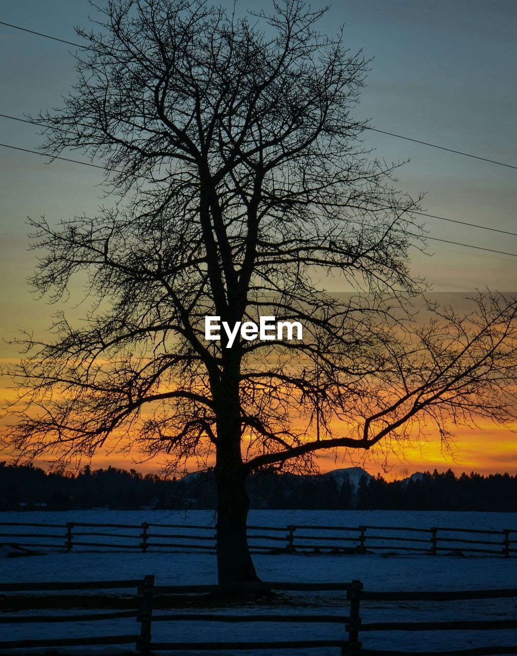 SILHOUETTE OF TREES ON SNOW