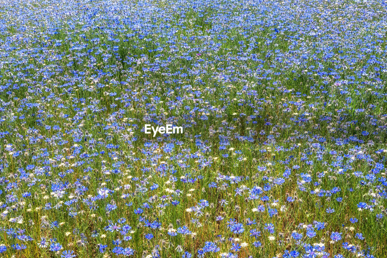 plant, flower, growth, flowering plant, beauty in nature, meadow, freshness, full frame, field, no people, backgrounds, nature, wildflower, fragility, day, low angle view, land, green, springtime, tranquility, abundance, outdoors, blue, blossom