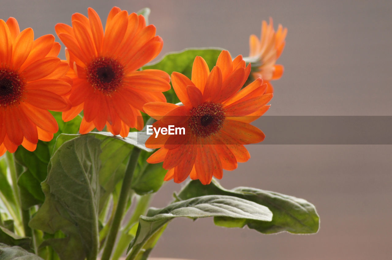 Close-up of orange flowering plant