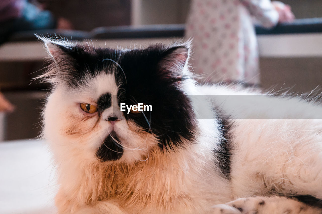 CLOSE-UP PORTRAIT OF CAT BY WINDOW AT HOME