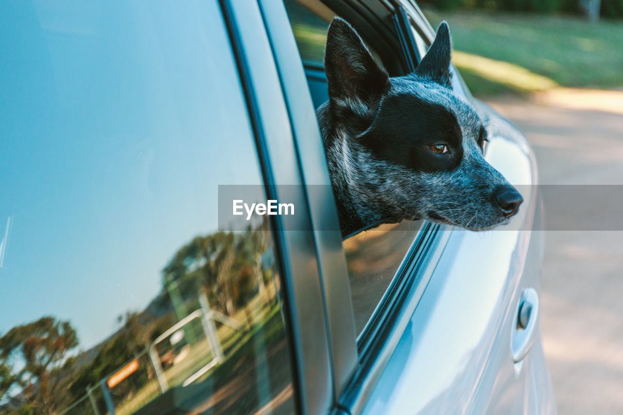 Close-up of dog peeping through car window