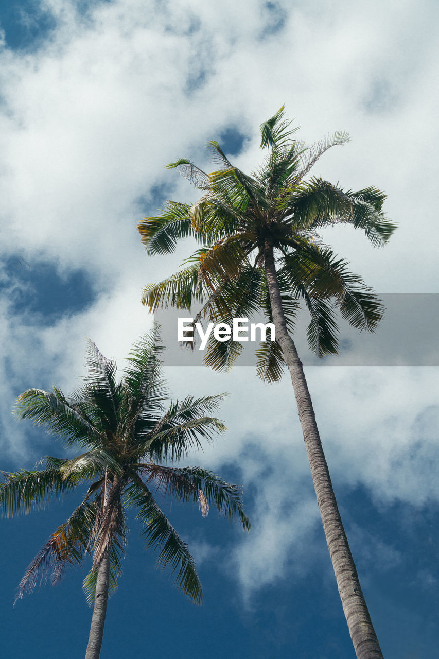 tropical climate, palm tree, tree, sky, plant, cloud, nature, coconut palm tree, tropical tree, low angle view, beauty in nature, no people, outdoors, tranquility, travel destinations, leaf, tree trunk, borassus flabellifer, vacation, wind, trip, flower, trunk, holiday, environment, island, land, travel, scenics - nature, idyllic, growth, blue, day, directly below, palm leaf, branch, tourism, looking up, cloudscape, water, tranquil scene, coconut