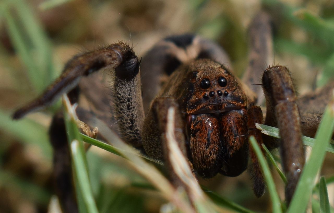 animal themes, animal, animal wildlife, wildlife, one animal, macro photography, insect, close-up, nature, plant, no people, animal body part, spider, outdoors, arachnid, portrait, selective focus, flower