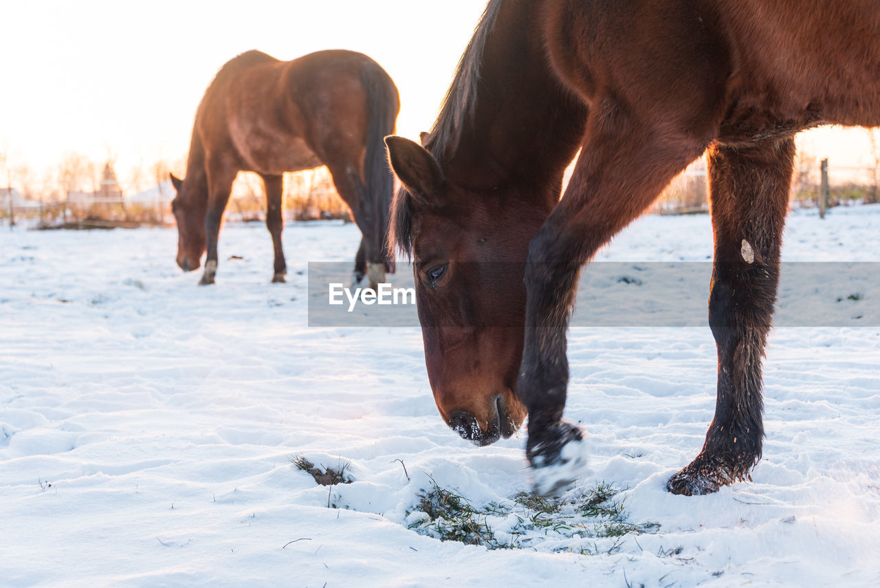 Horses grazing in a meadow, looking for grass covered with snow. winter scenery by the setting sun.