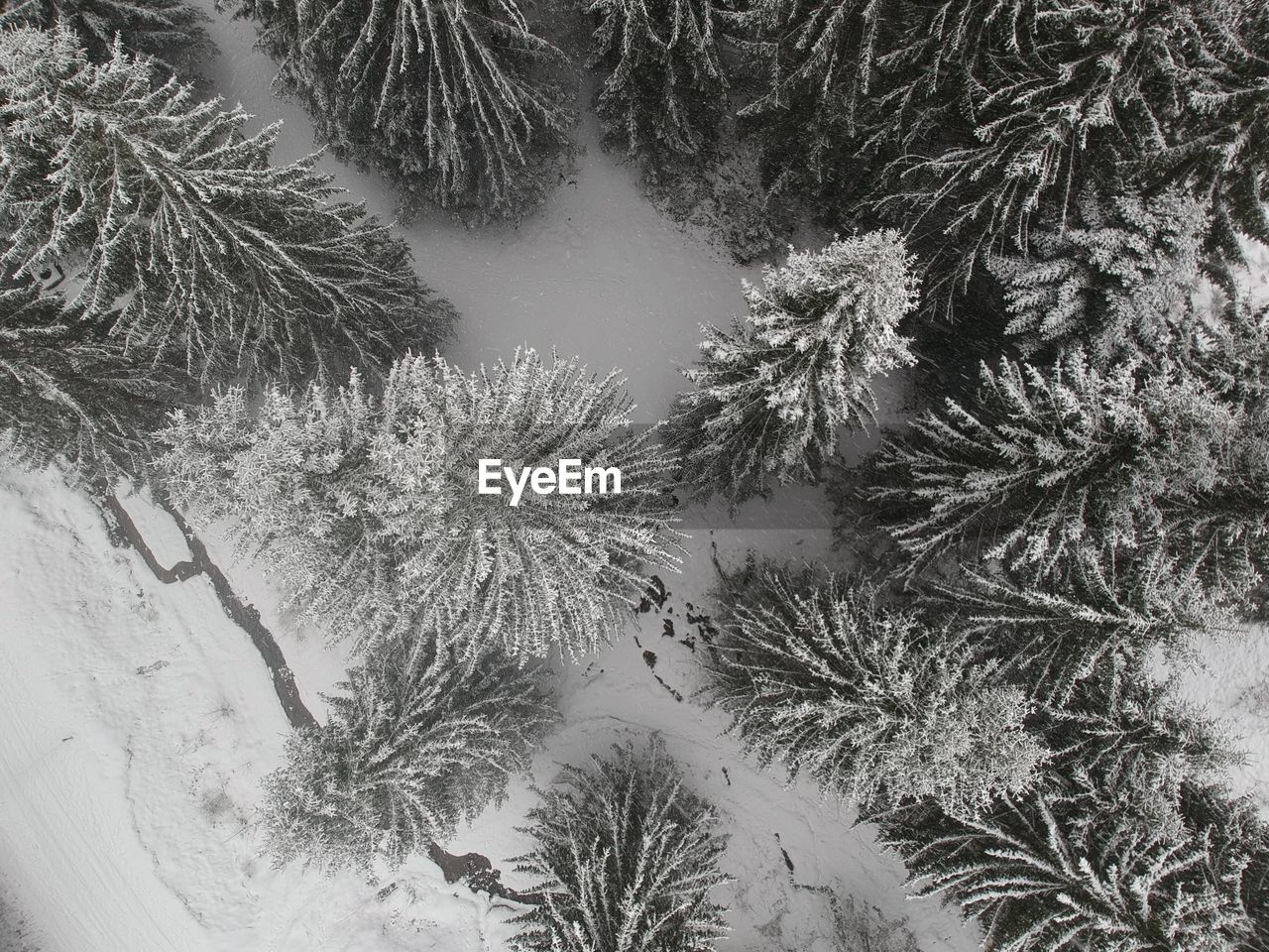 HIGH ANGLE VIEW OF FROZEN PINE TREES