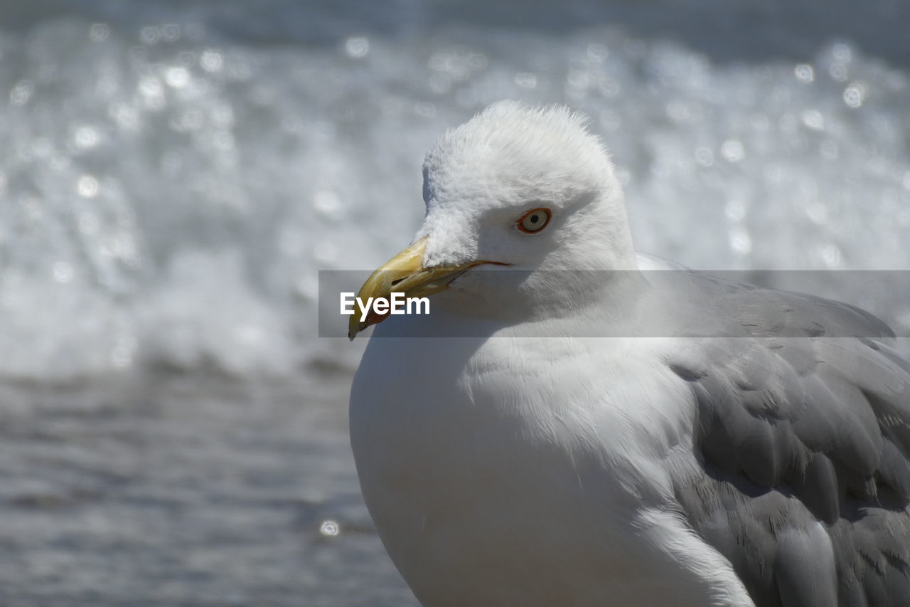 CLOSE-UP OF SEAGULL AGAINST SEA