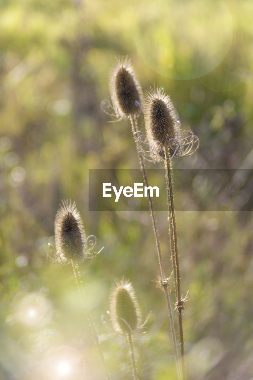Close-up of thistle on field