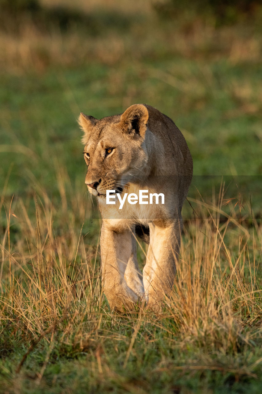 Lioness walks towards camera turning head left