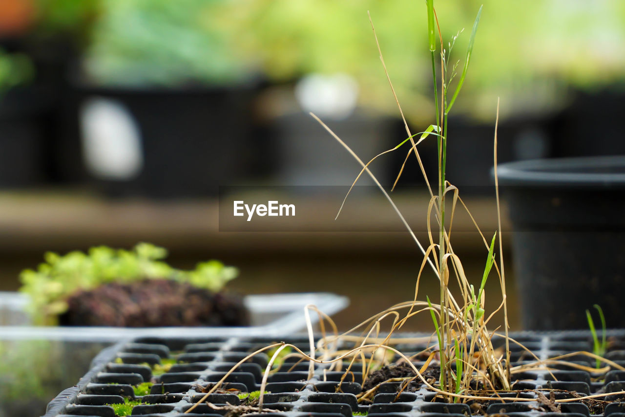 Close-up of plants growing in seedling tray in greenhouse