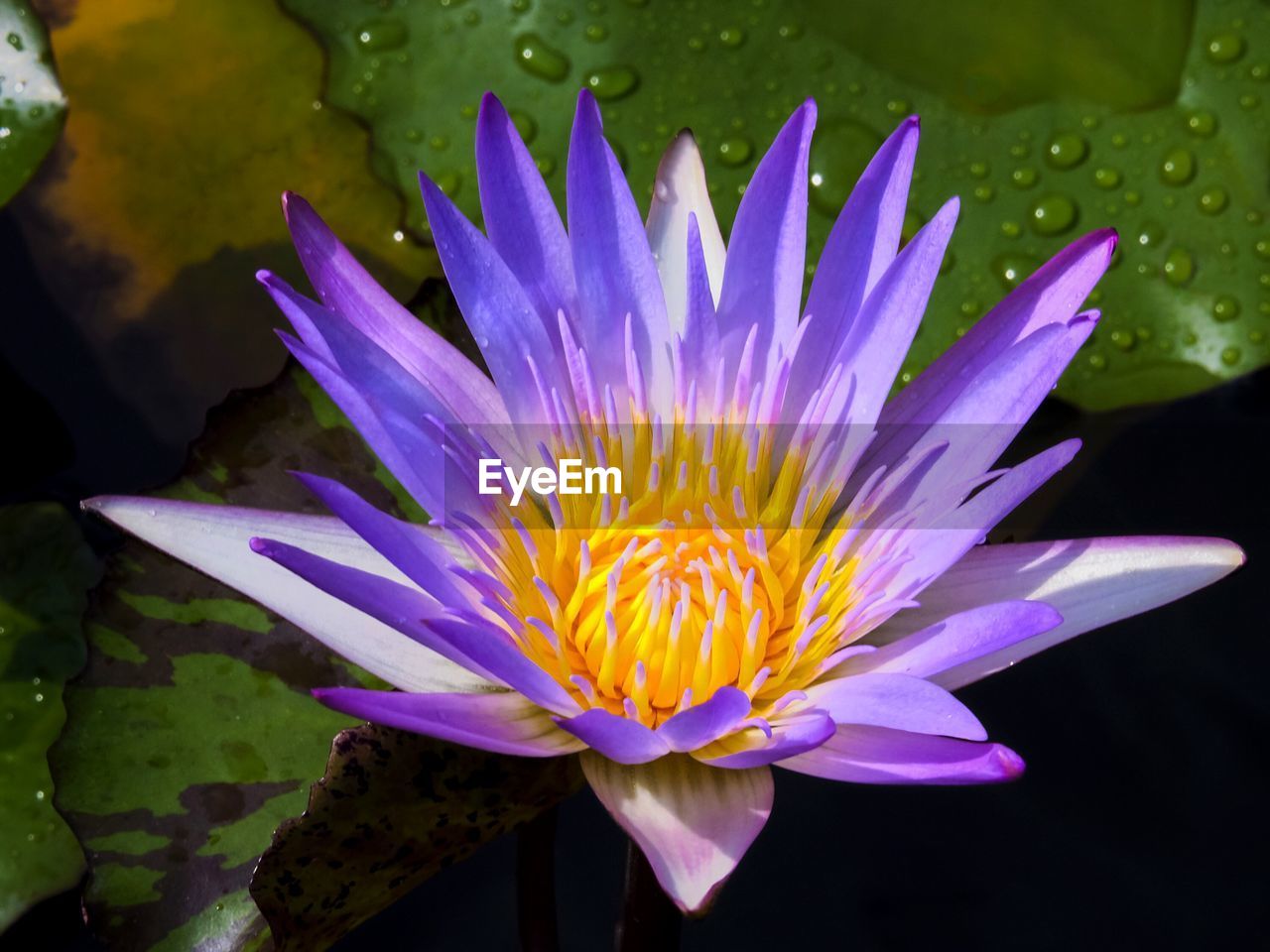 High angle view of purple water lily growing on pond