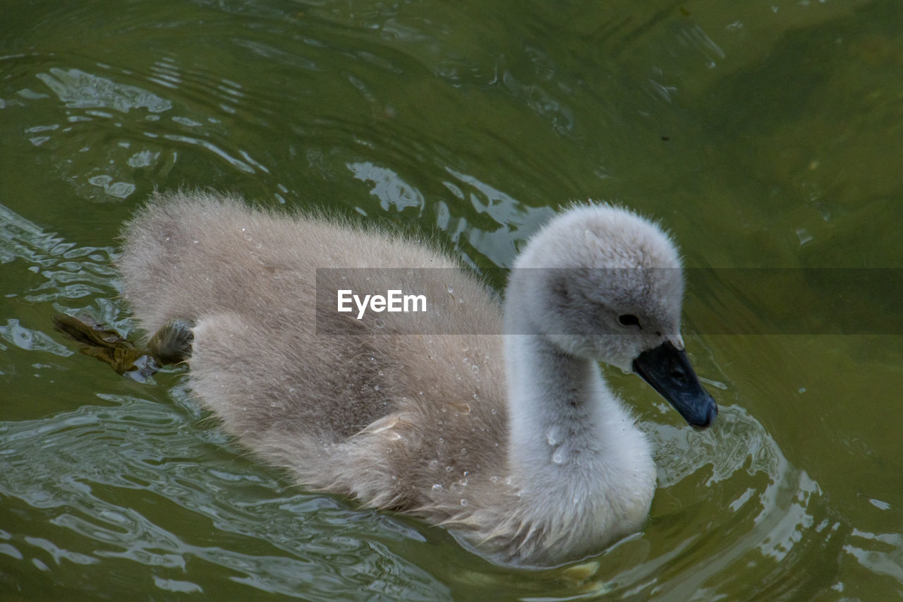 Swan swimming in lake