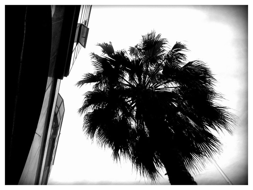 LOW ANGLE VIEW OF PALM TREES AGAINST THE SKY