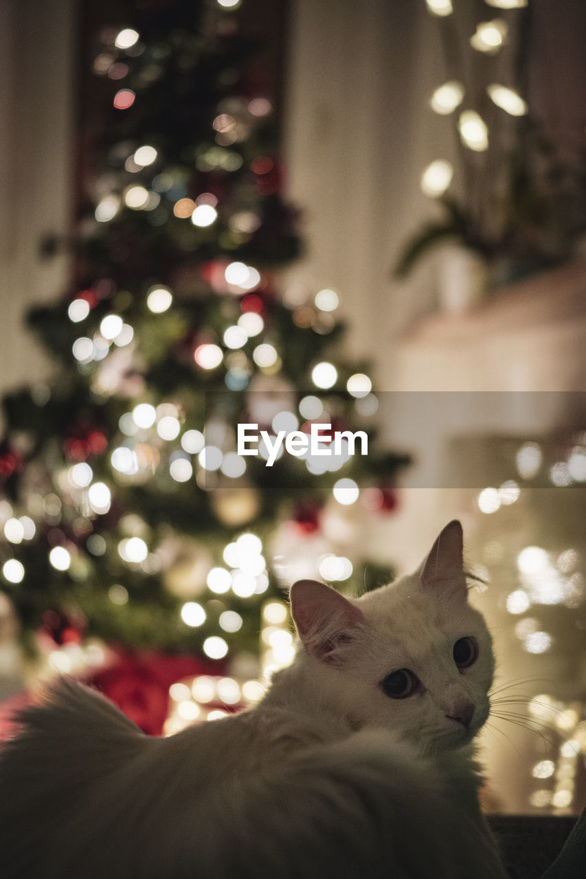 HIGH ANGLE VIEW OF A CAT WITH CHRISTMAS TREE AT HOME