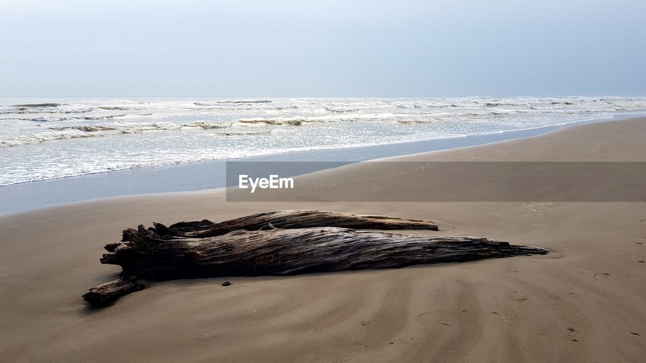 DRIFTWOOD ON BEACH