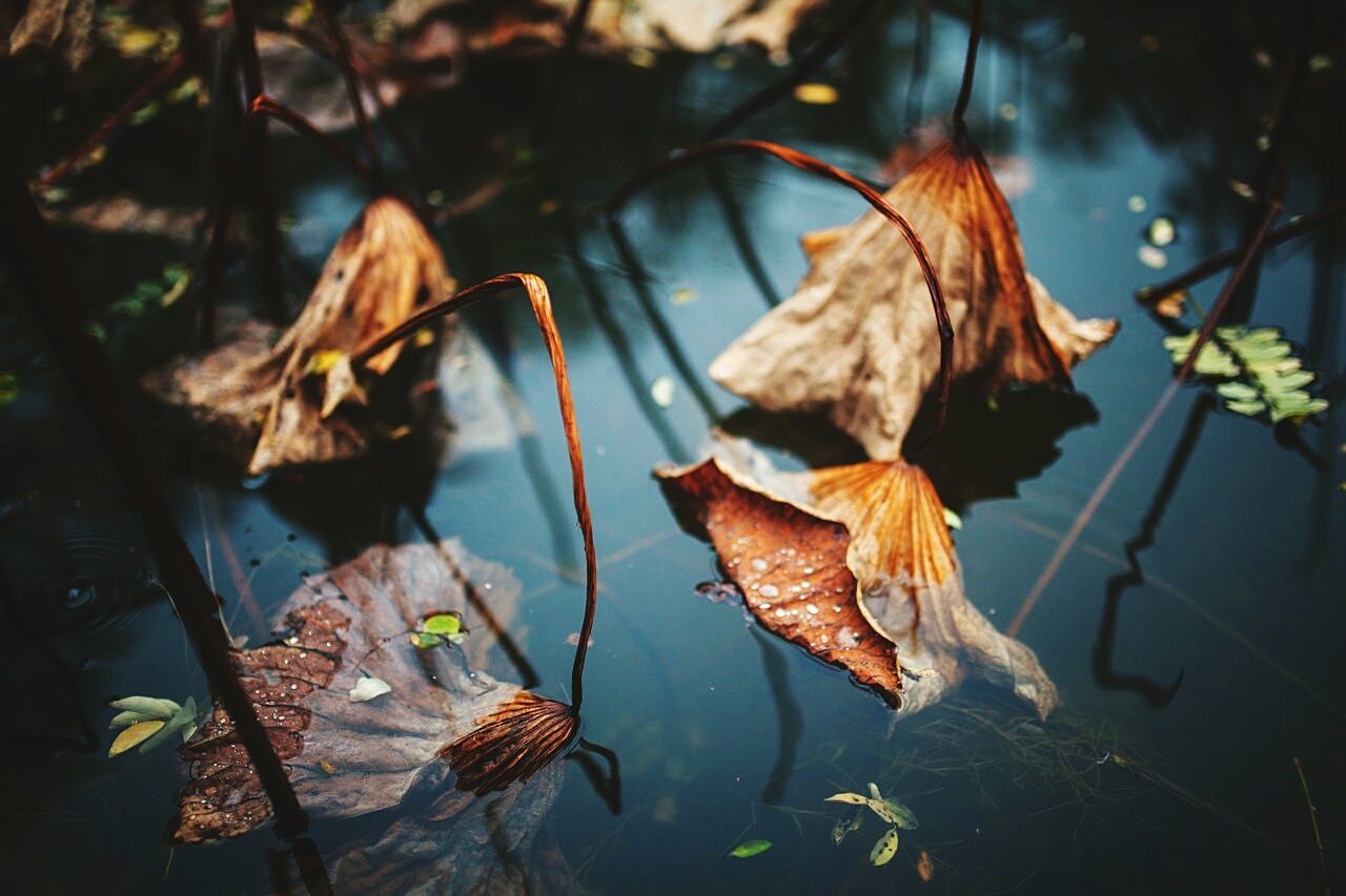 High angle view of dried plants in pond