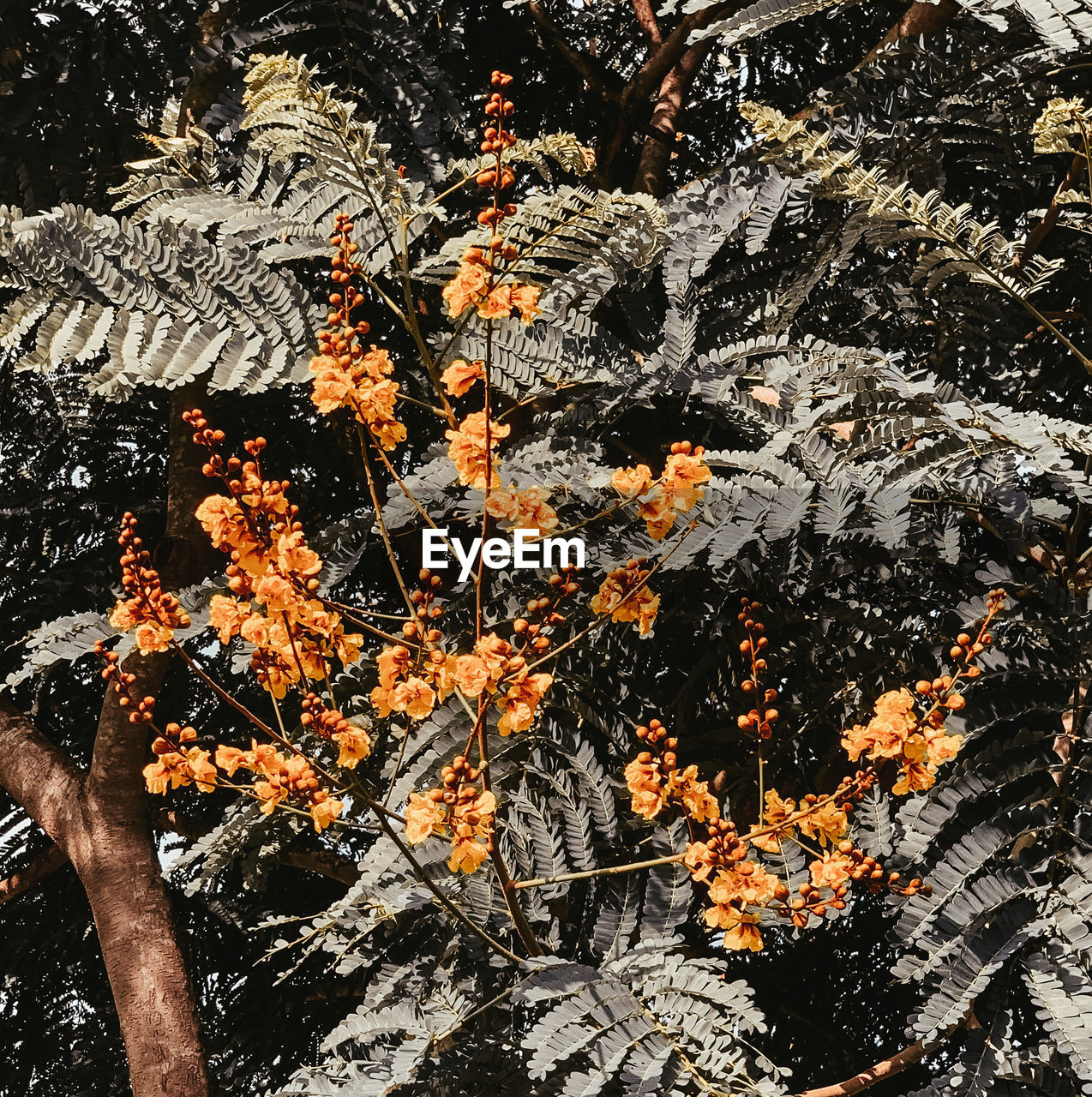 Low angle view of trees in forest during autumn