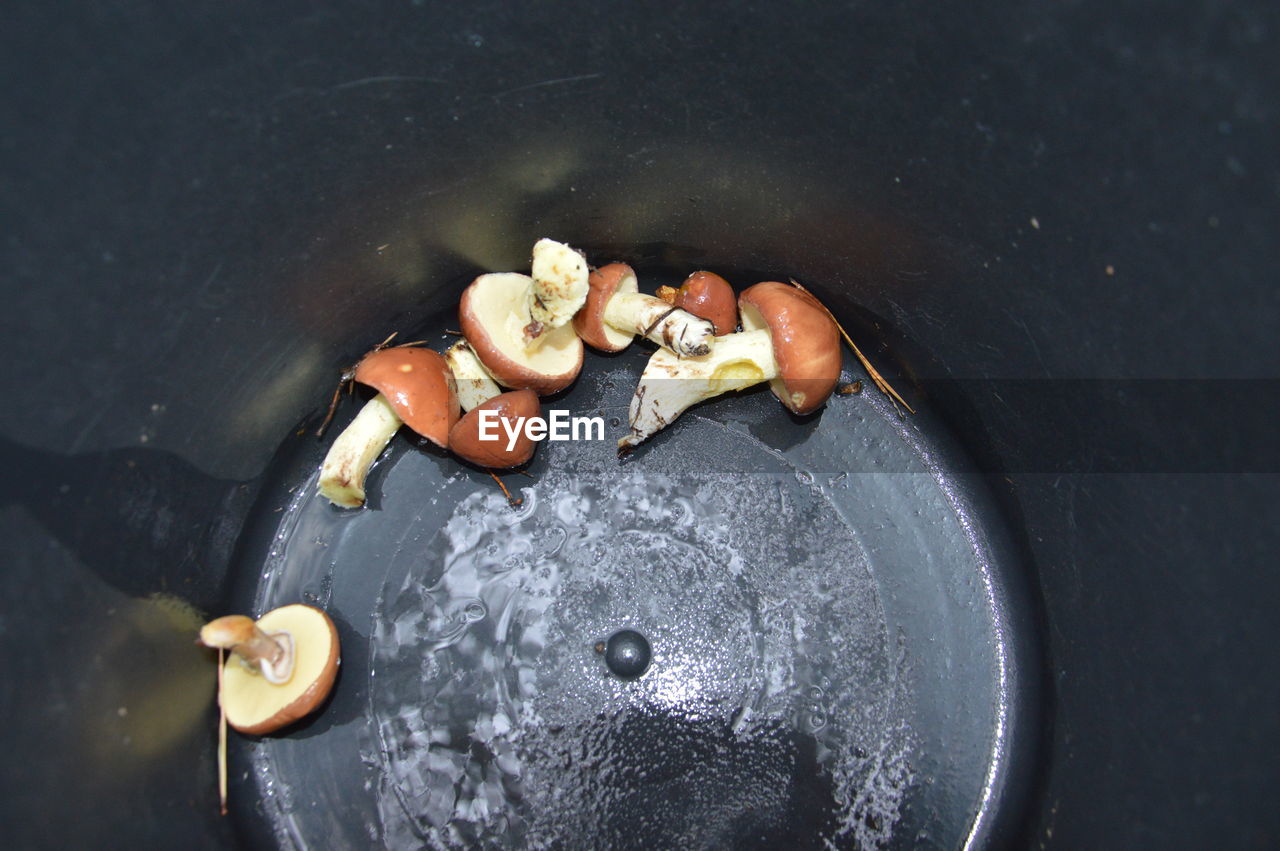 Collection of forest edible mushrooms