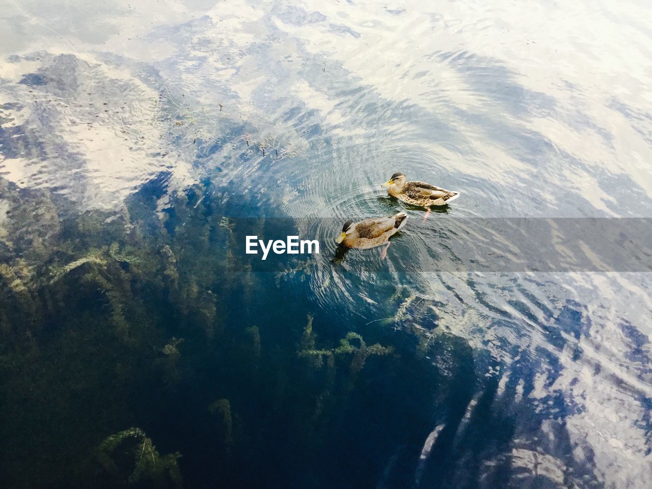 HIGH ANGLE VIEW OF TURTLE IN SEA