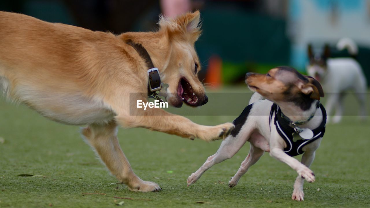 VIEW OF TWO DOGS