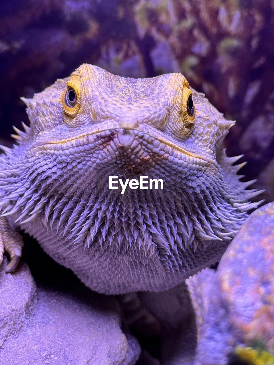 close-up of a lizard