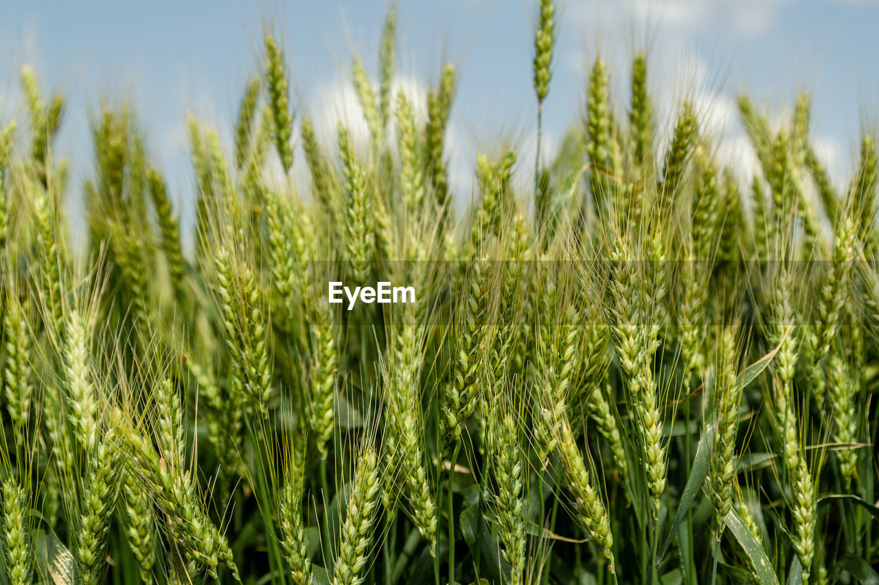 full frame shot of wheat field against sky