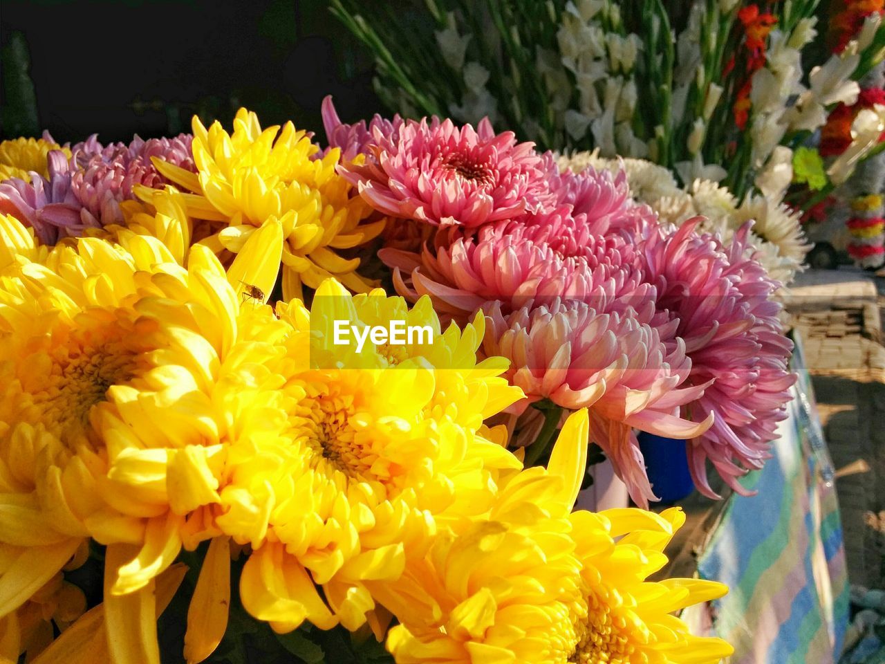 Close-up of chrysanthemum flower bouquet
