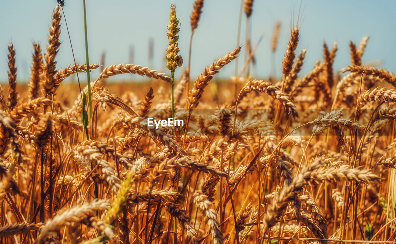 Wheat field close up view