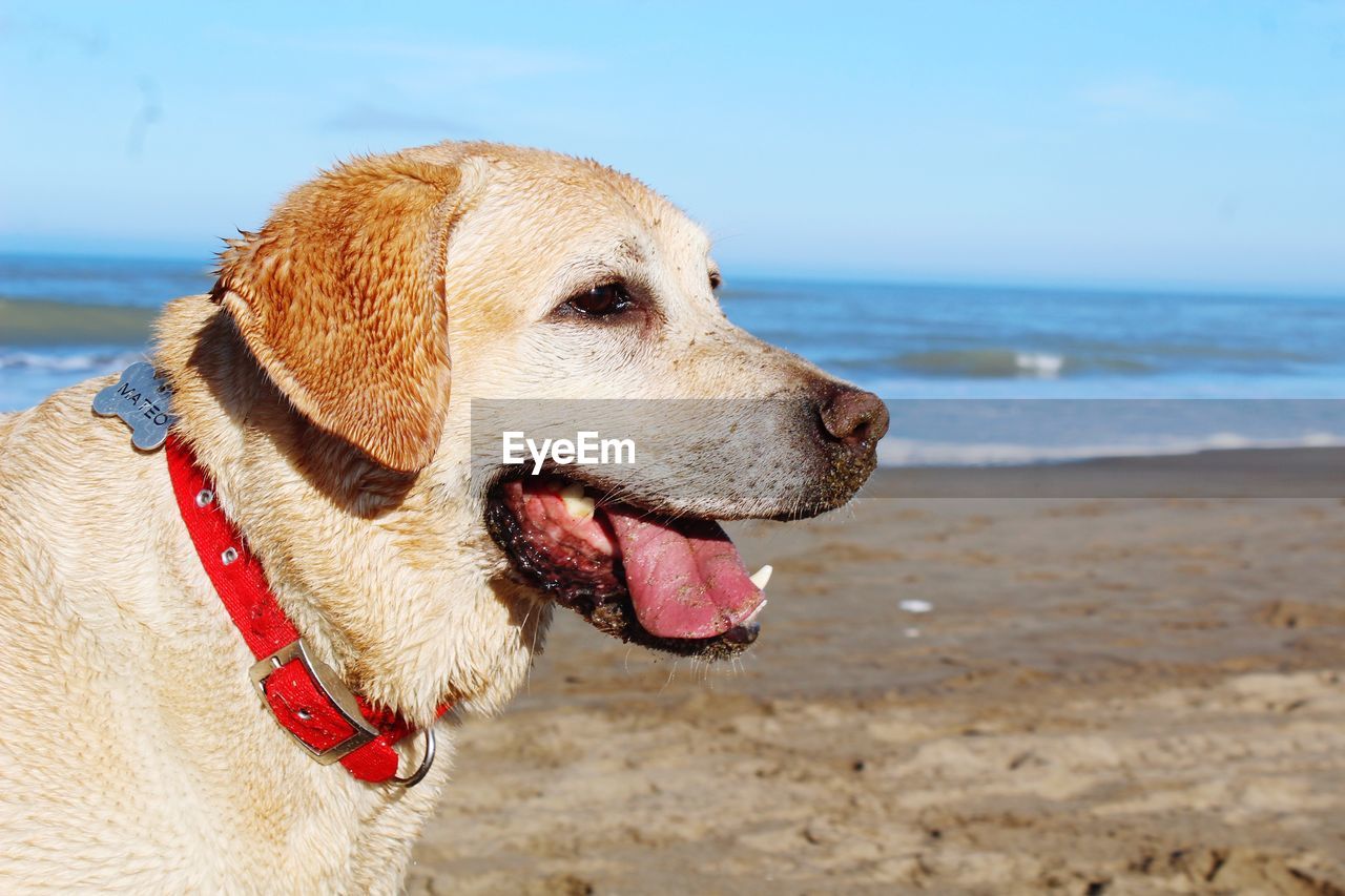 CLOSE-UP OF DOG LOOKING AWAY AT BEACH