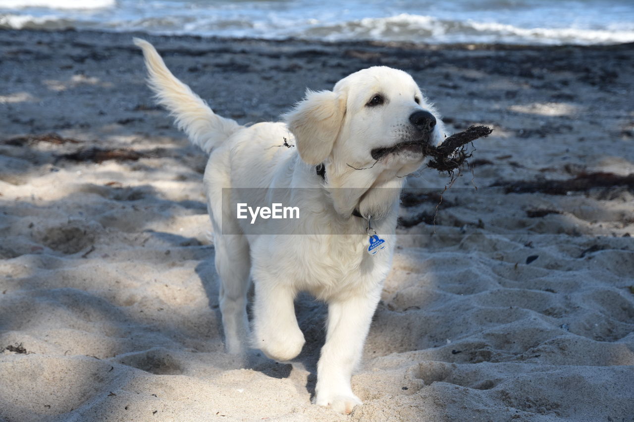 DOGS ON BEACH