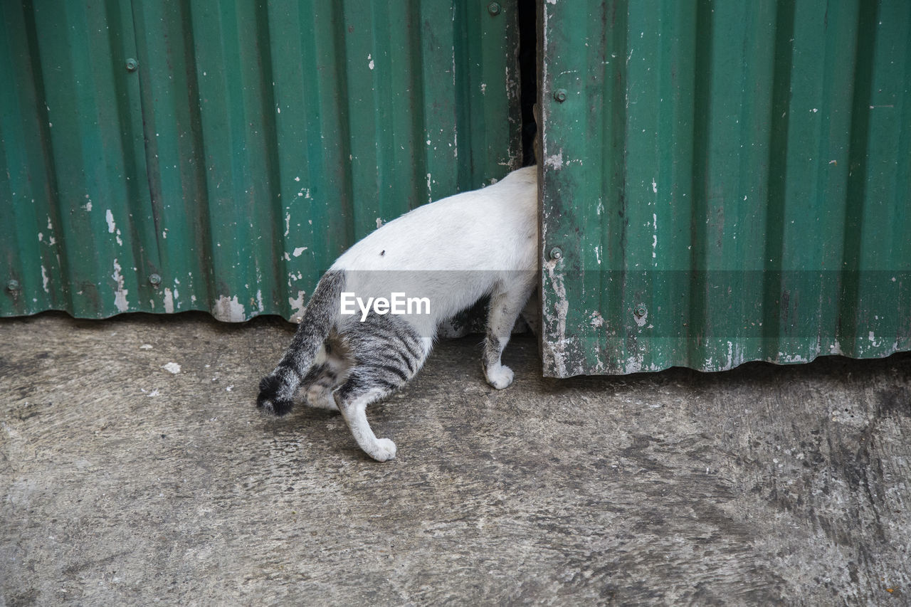 Cat getting in building