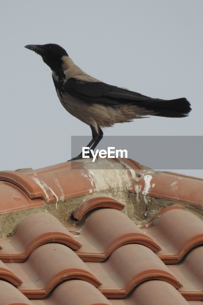 CLOSE-UP OF BIRD PERCHING ON CABLE