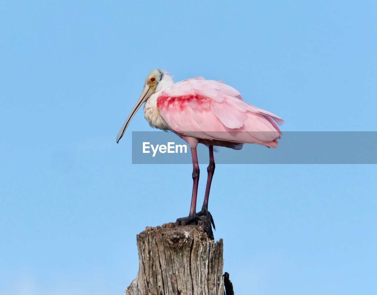 LOW ANGLE VIEW OF BIRD PERCHING ON WOODEN POST AGAINST BLUE SKY