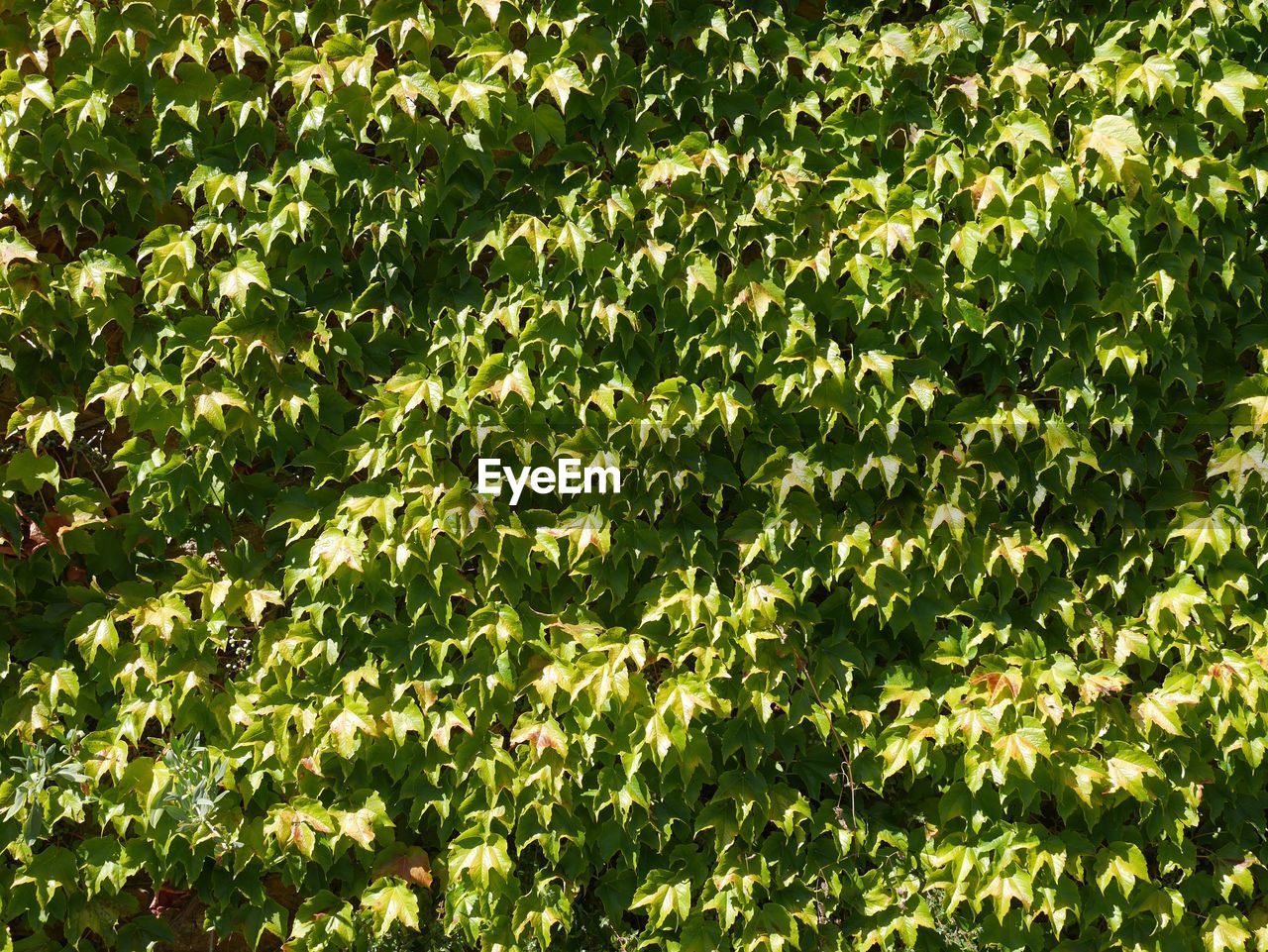 Full frame shot of green ivy wall