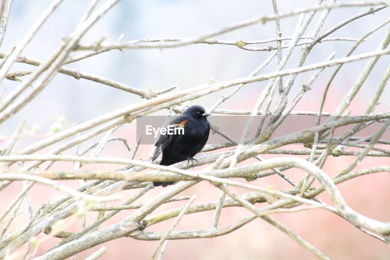 A red winged black bird perched on a branch