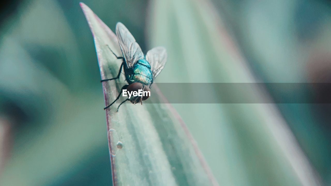 CLOSE UP OF DRAGONFLY