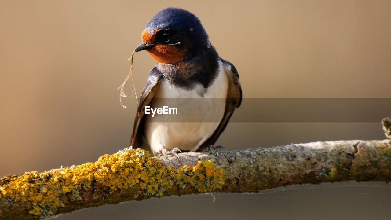 CLOSE-UP OF BIRD PERCHING ON BRANCH AGAINST ORANGE SKY