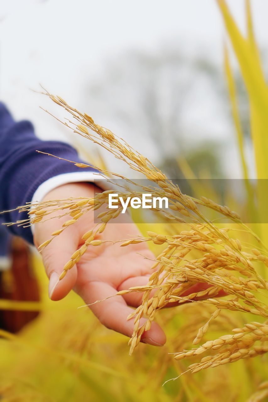 Close-up of wheat plant