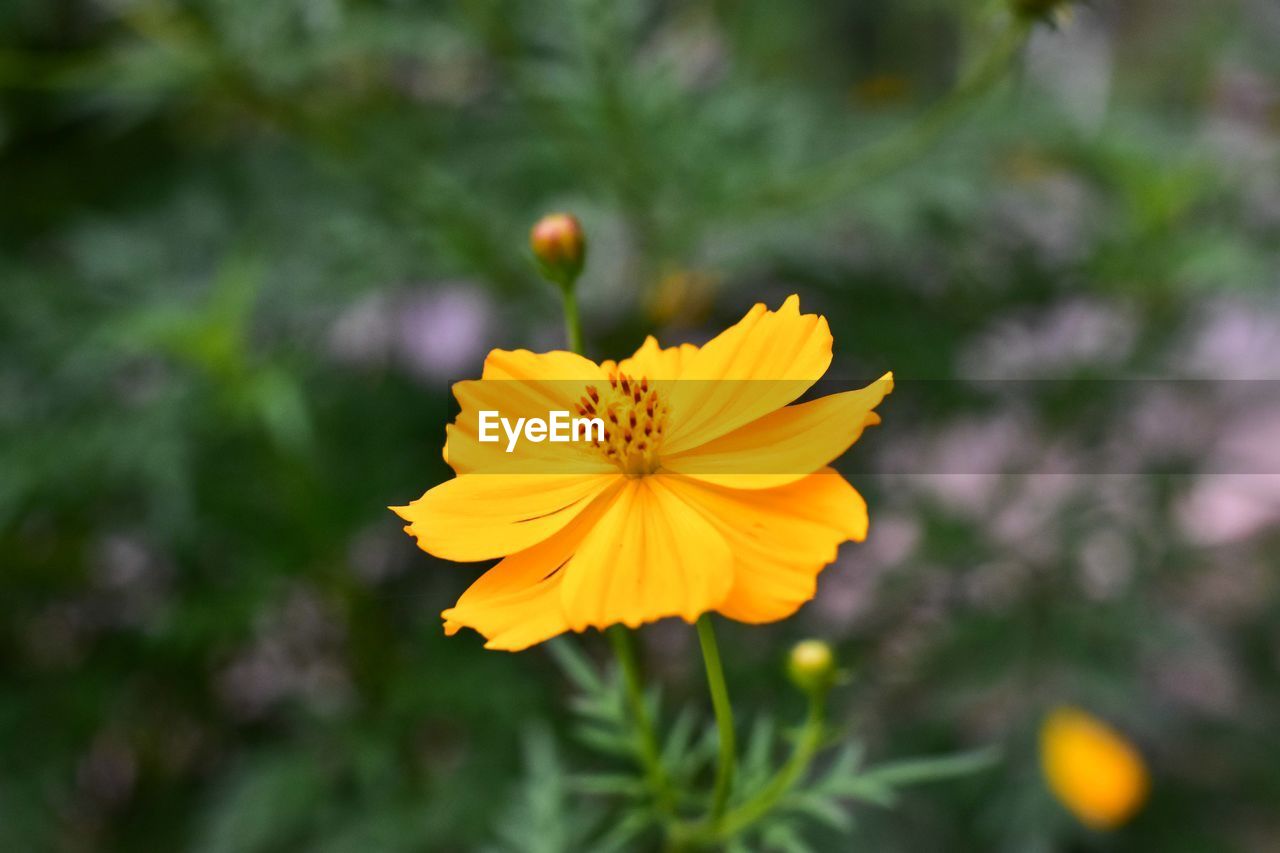 CLOSE-UP OF YELLOW COSMOS