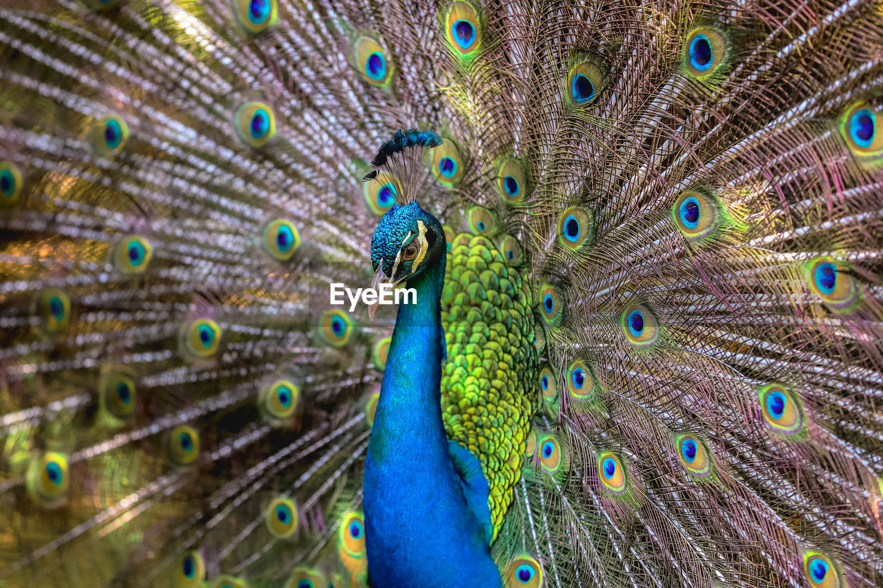 high angle view of peacock