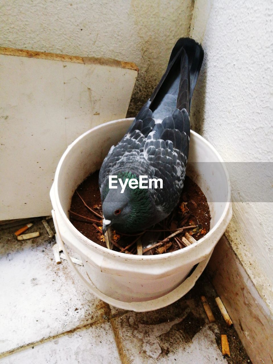 HIGH ANGLE VIEW OF PIGEON IN WALL