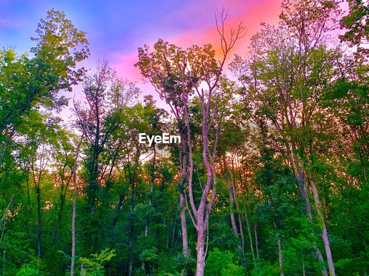 LOW ANGLE VIEW OF FLOWERING TREES AGAINST SKY