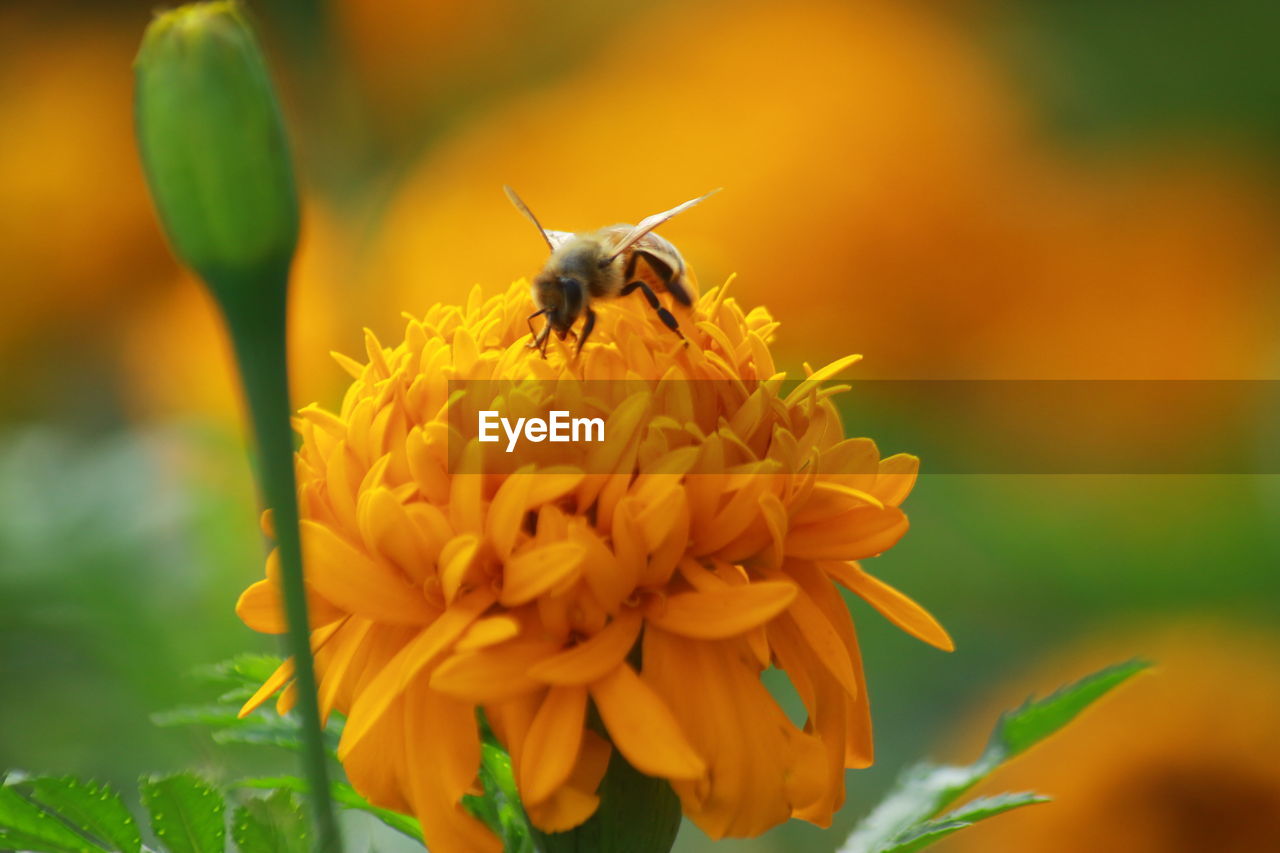 CLOSE-UP OF BEE POLLINATING FLOWER