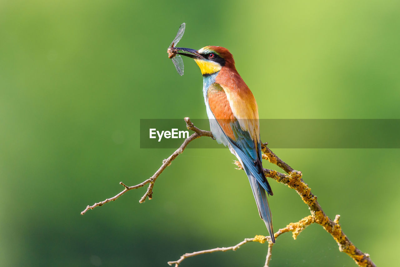 CLOSE-UP OF SPARROW PERCHING ON BRANCH