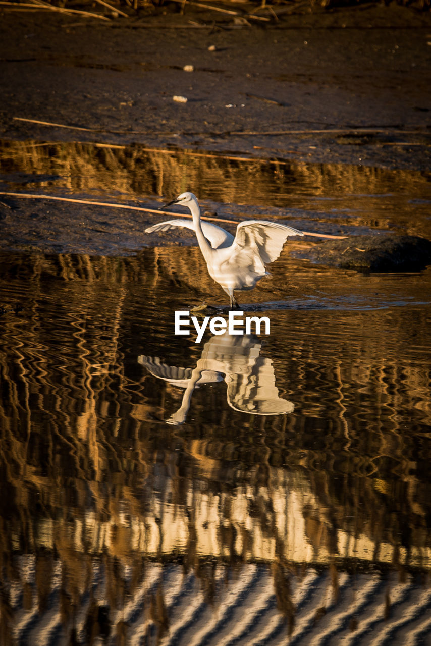 BIRD FLYING OVER WATER