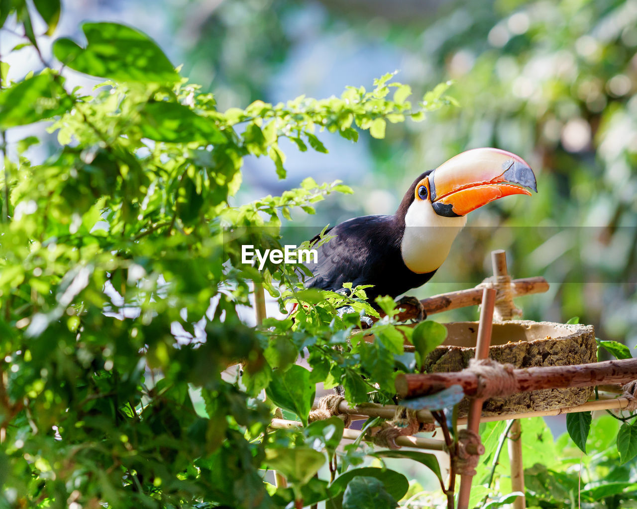 Close-up of bird perching in the wild