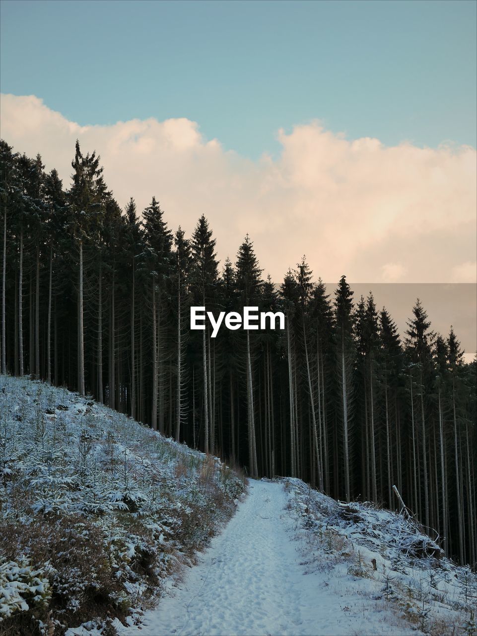 Scenic view of forest against sky during winter