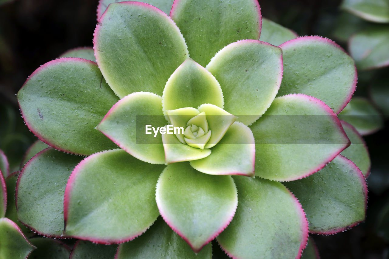 Close-up of succulent plant